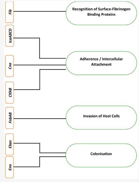 Figure 1. Biofilm formation